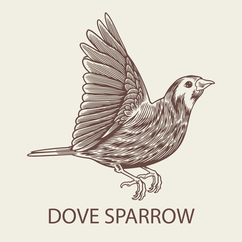 Hand drawn sketch of Dove Sparrow bird vector isolated