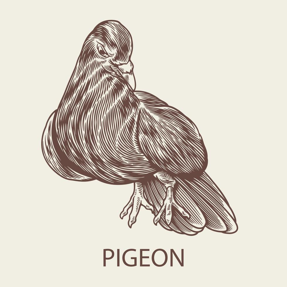 Pigeon hand drawn engraving sketch in vintage style vector