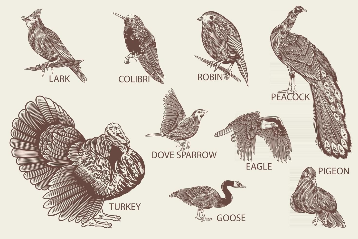 especies de aves dibujadas a mano en estilo vintage vector