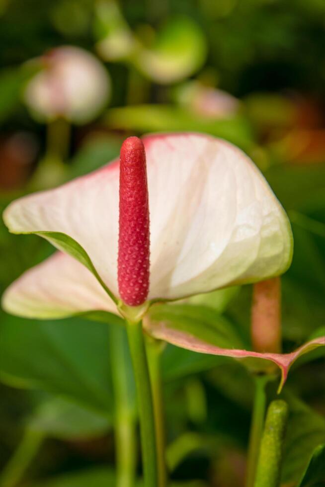 hermosa flor naturaleza foto