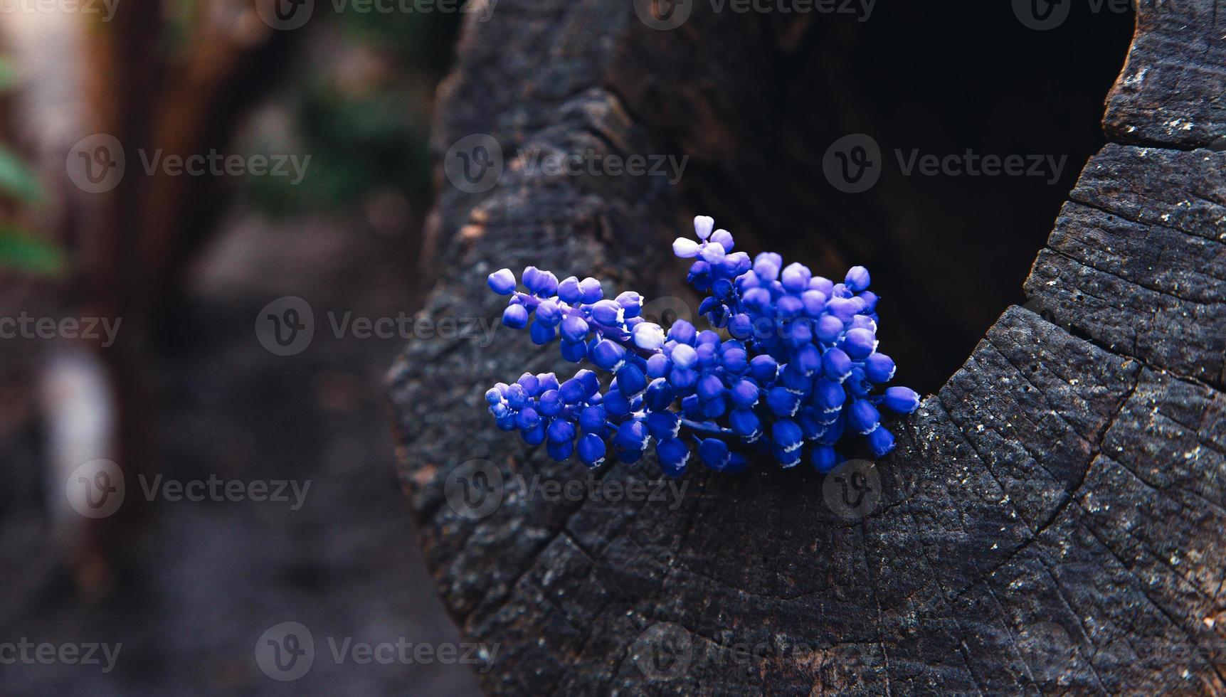 Lavender flower bouquet on wood background photo