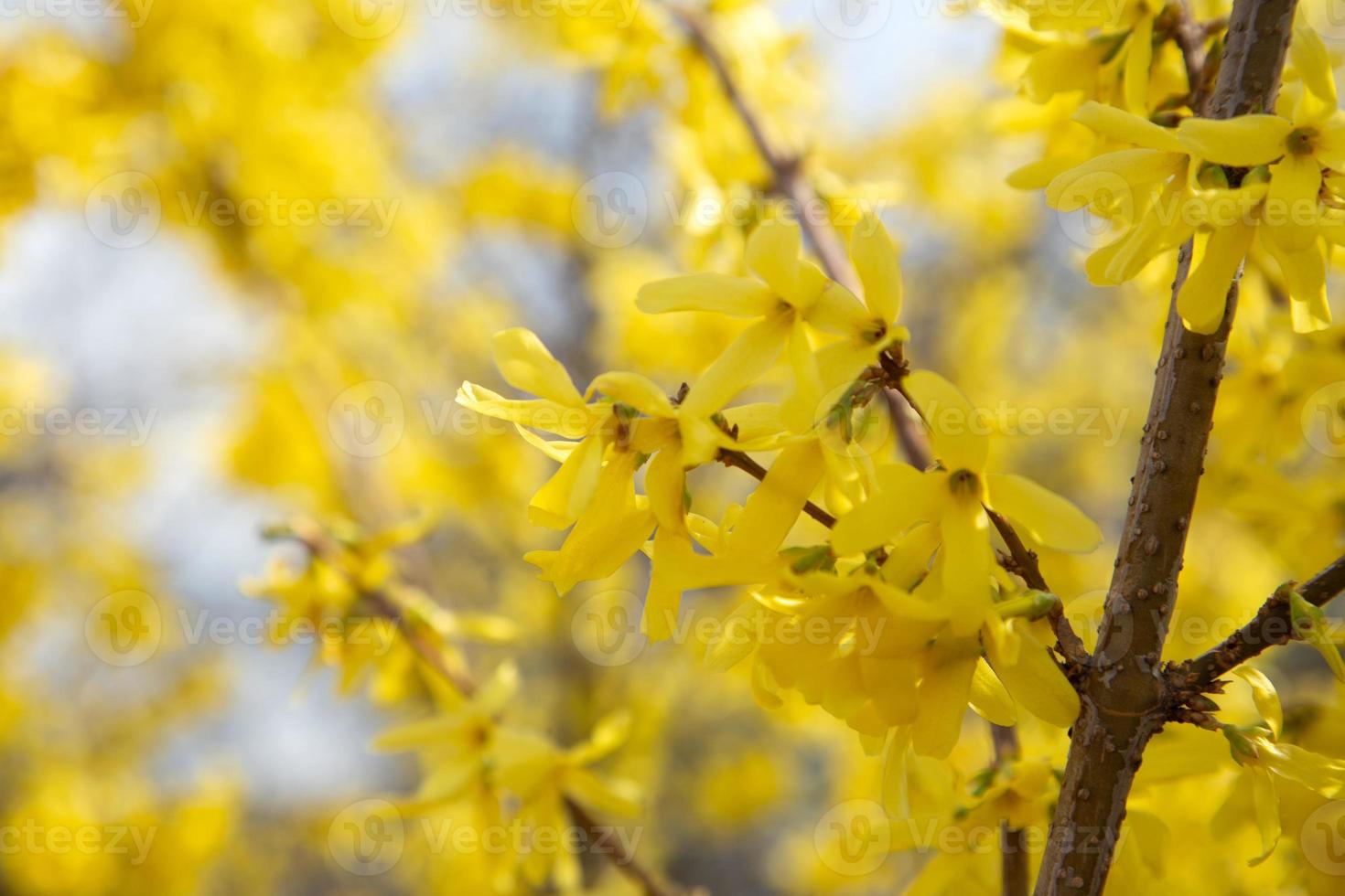 amarillo naranja hermosas hojas de otoño en el hermoso parque de otoño foto