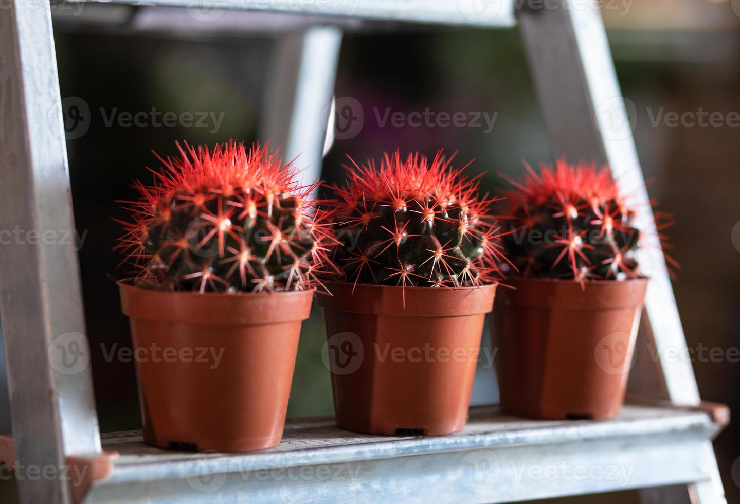 cactus rojos en la vitrina. foto