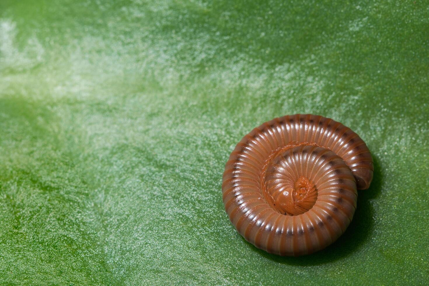 millipede nature macro photo
