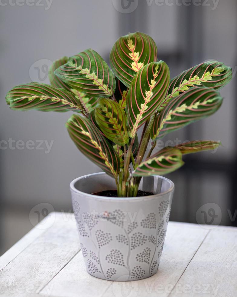 Prayer Plant Maranta Leuconeura in gray ceramic pot photo