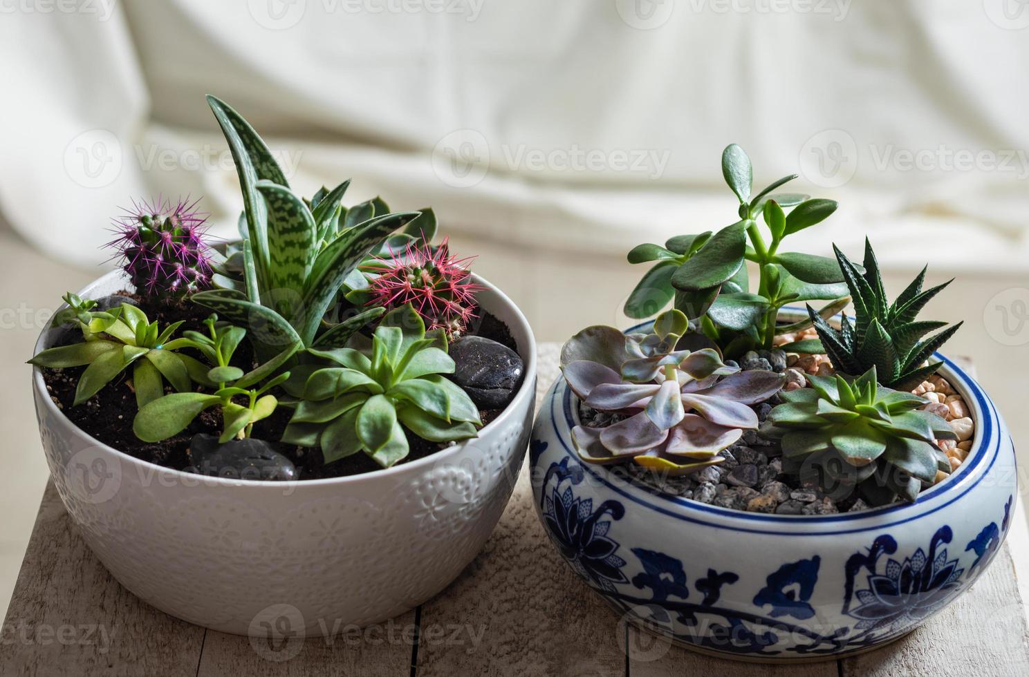 Terrarium plants in pot with cactus succulent close up photo