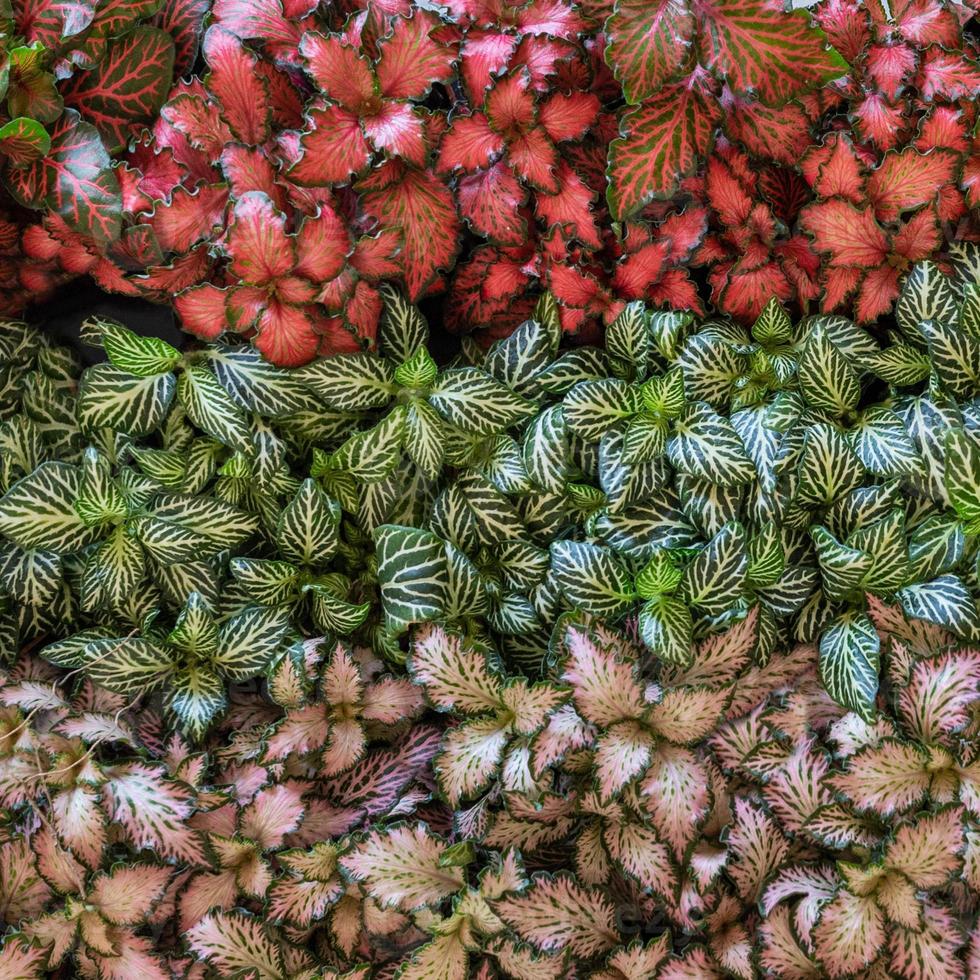 Begonia begonia rex hoja pintada desde arriba foto