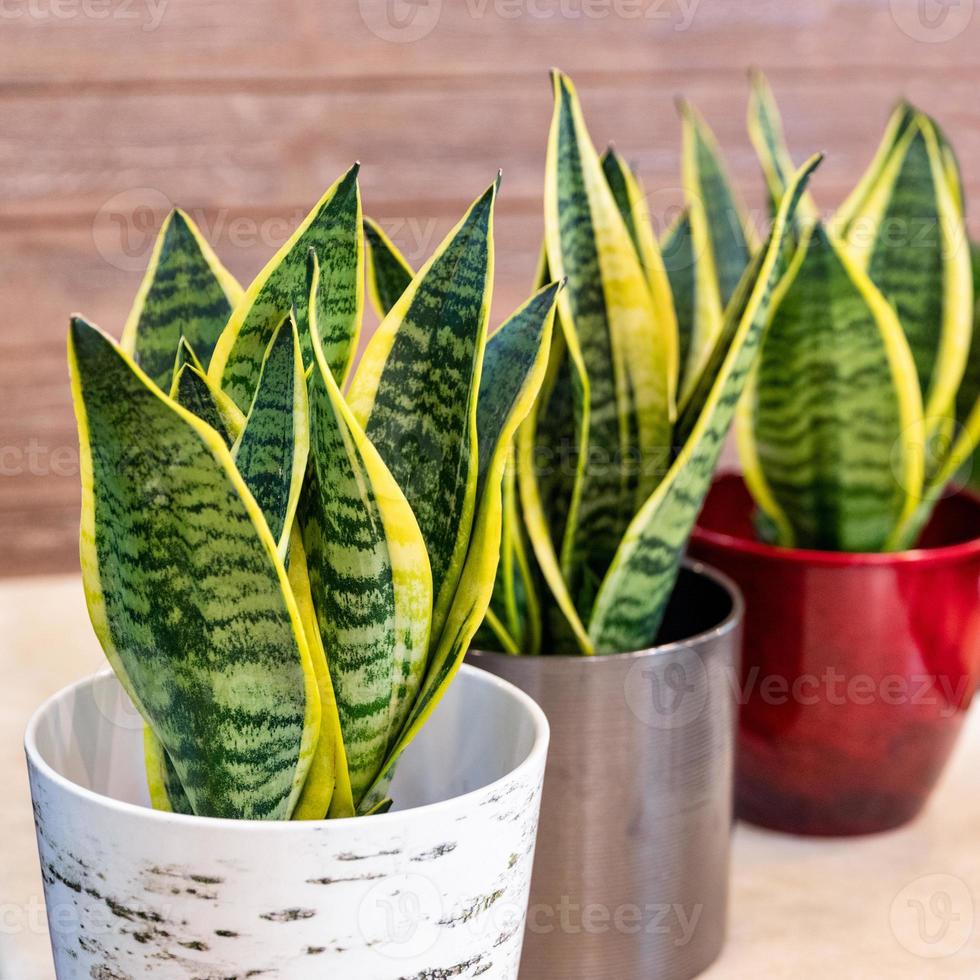 Sansevieria trifasciata Laurentii Variegated Snake Plant in the pot close up photo