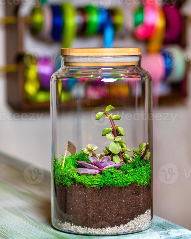 Planta de terrario en tarro de cristal. foto