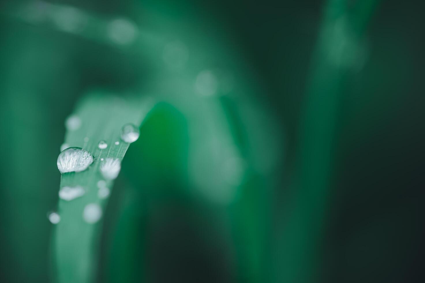 Love the environment Water droplets on leaves photo