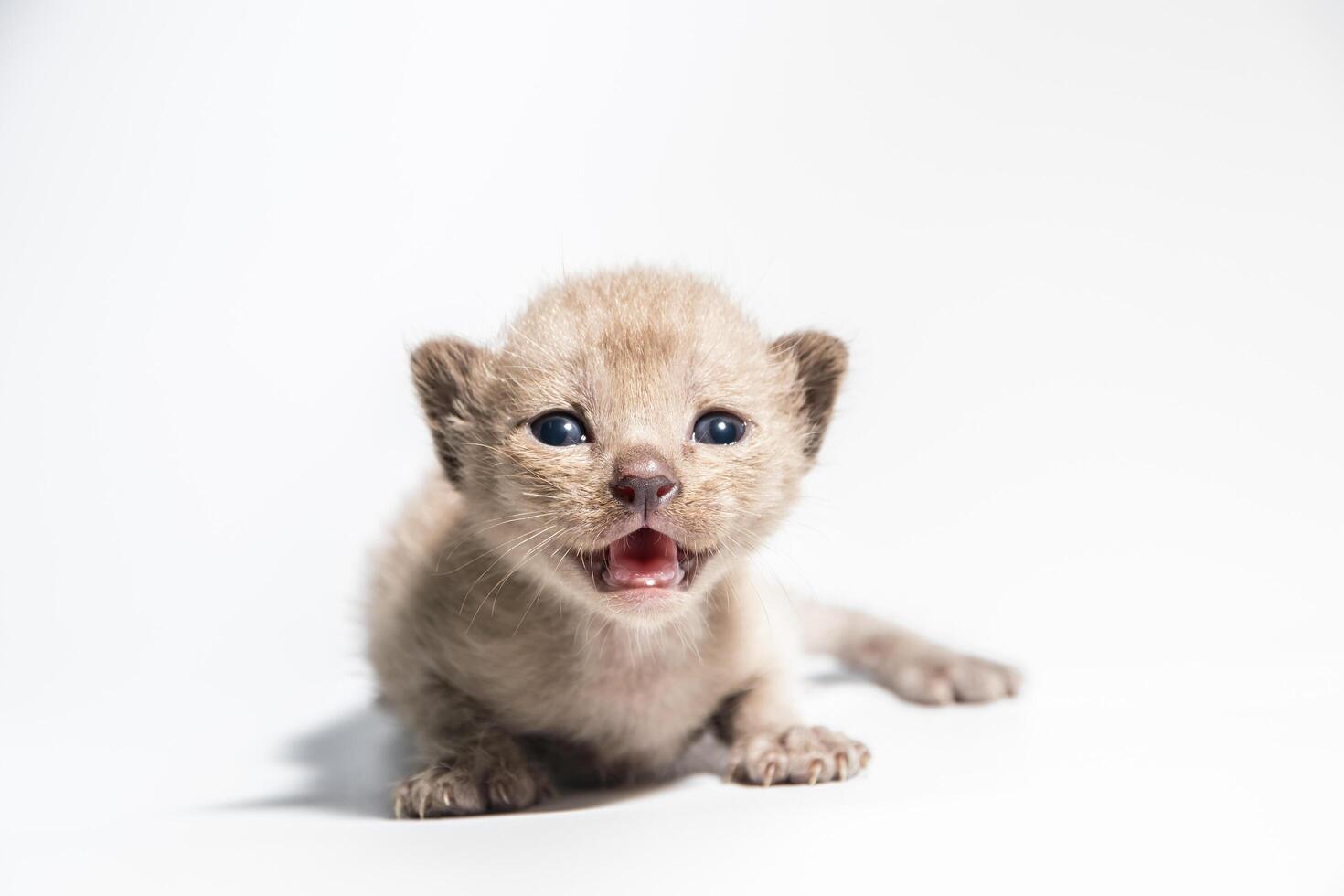 brown kitten cat photo