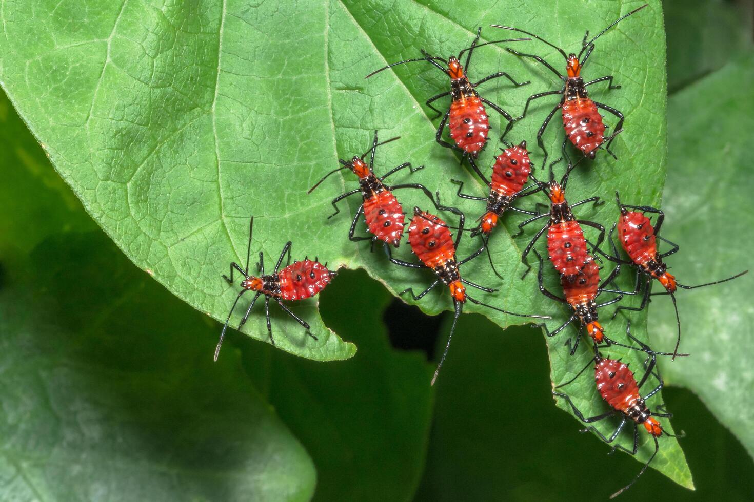 Close Hemiptera red photo