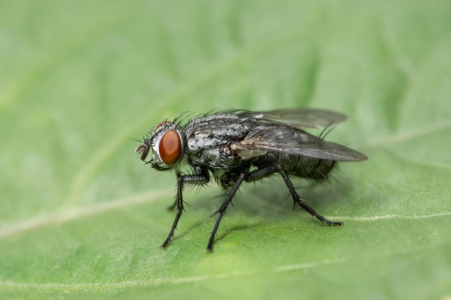 macro fly insect photo