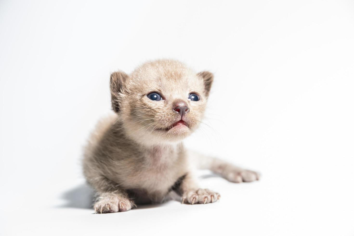 gato gatito marrón foto