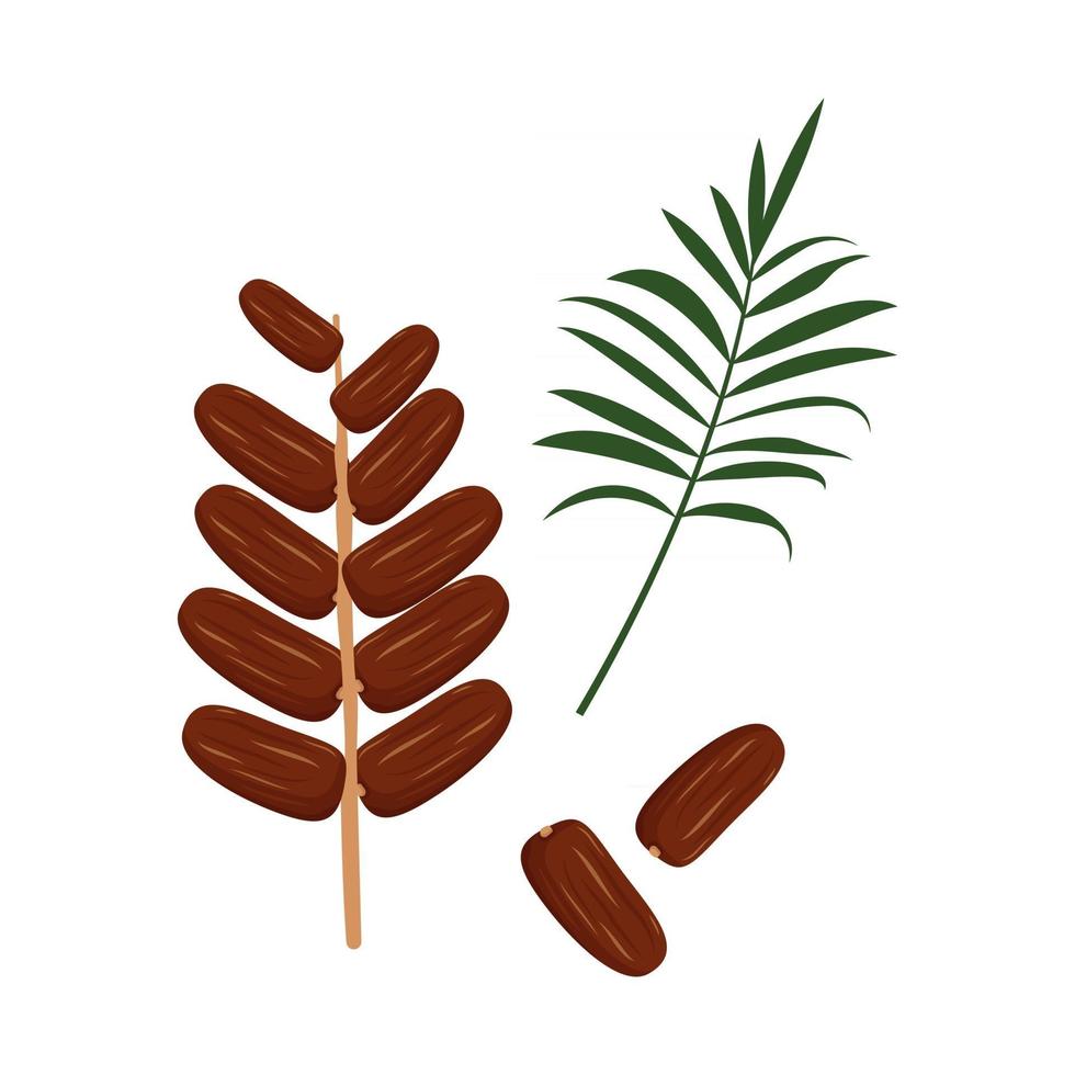 Date fruits and palm branch Sweet delicious dessert or snack A source of vitamins an exotic product vector