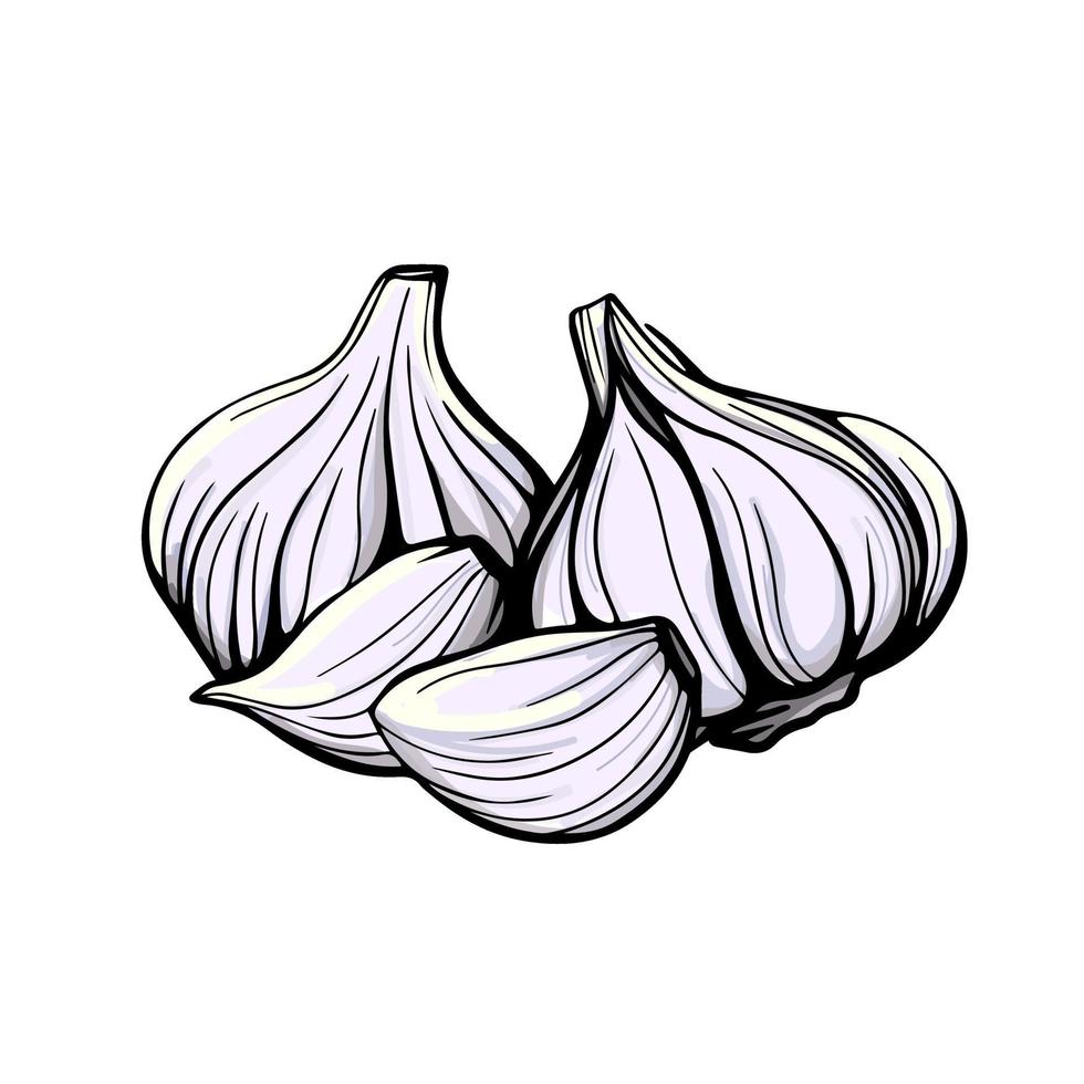 Garlic hand drawn sketch. Garlic head and clove. Strengthening the immune system. Illustration in the Doodle style. vector
