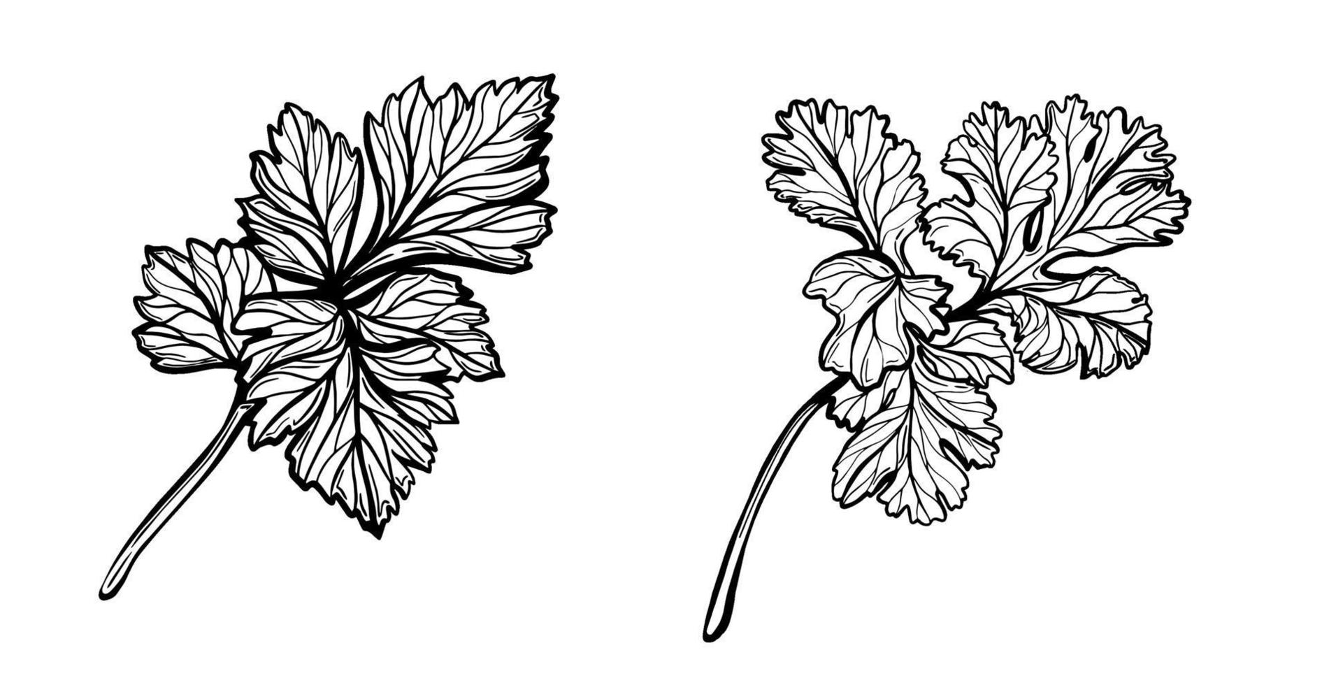 A bunch of parsley. Sprigs of parsley seasoning. Hand-drawn vector illustration