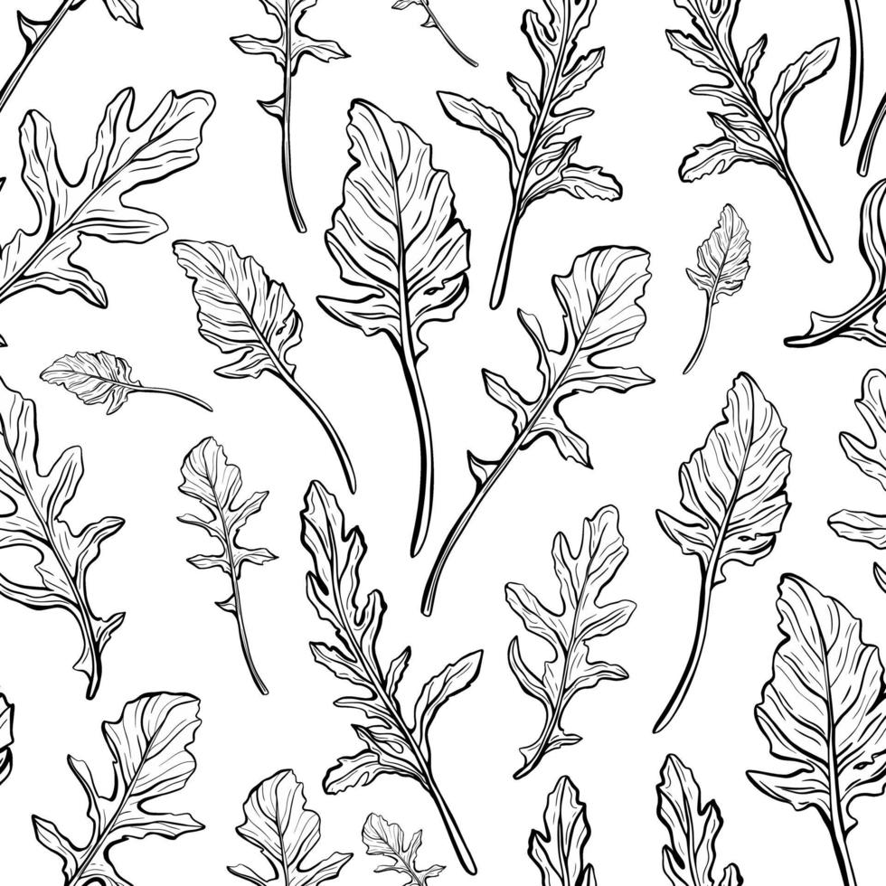 Arugula seamless pattern. Arugula leaves on a white background. Spicy and aromatic Italian seasoning. Hand-drawn vector illustration