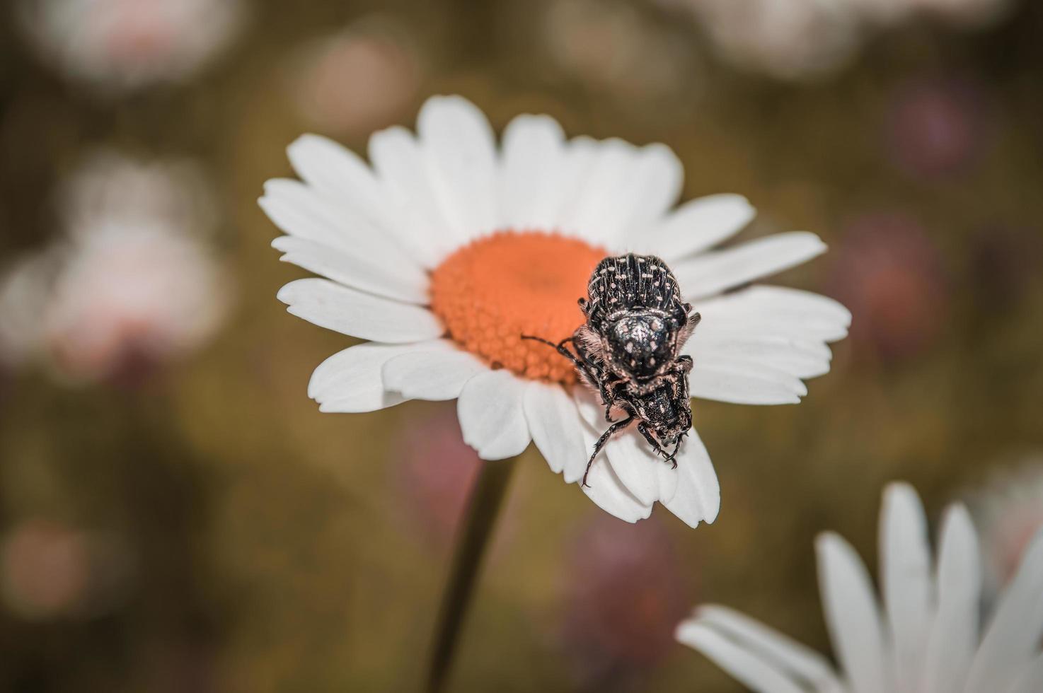 Two Bronzovka stinking on Chamomile photo