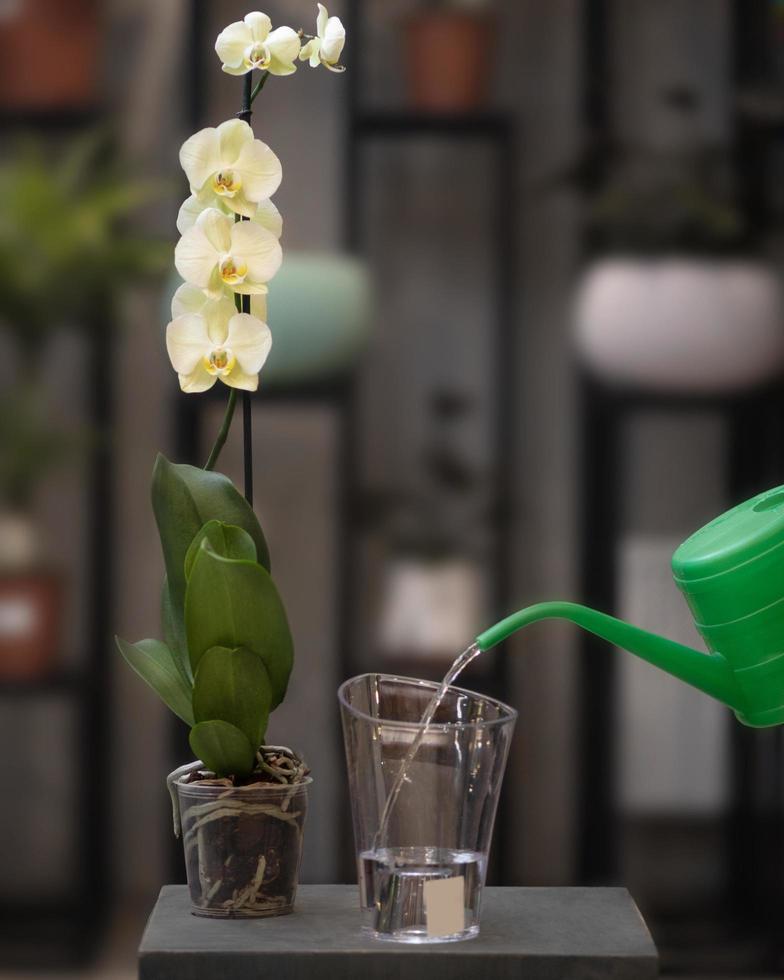 Yellow Phalaenopsis Moth orchid flowers in the pot with green watering can photo