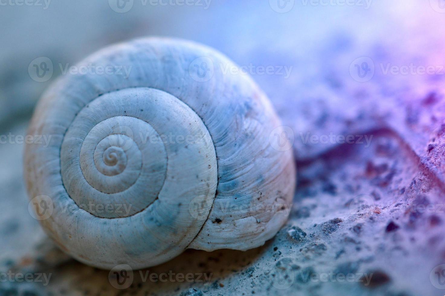 beautiful white snail in the nature photo
