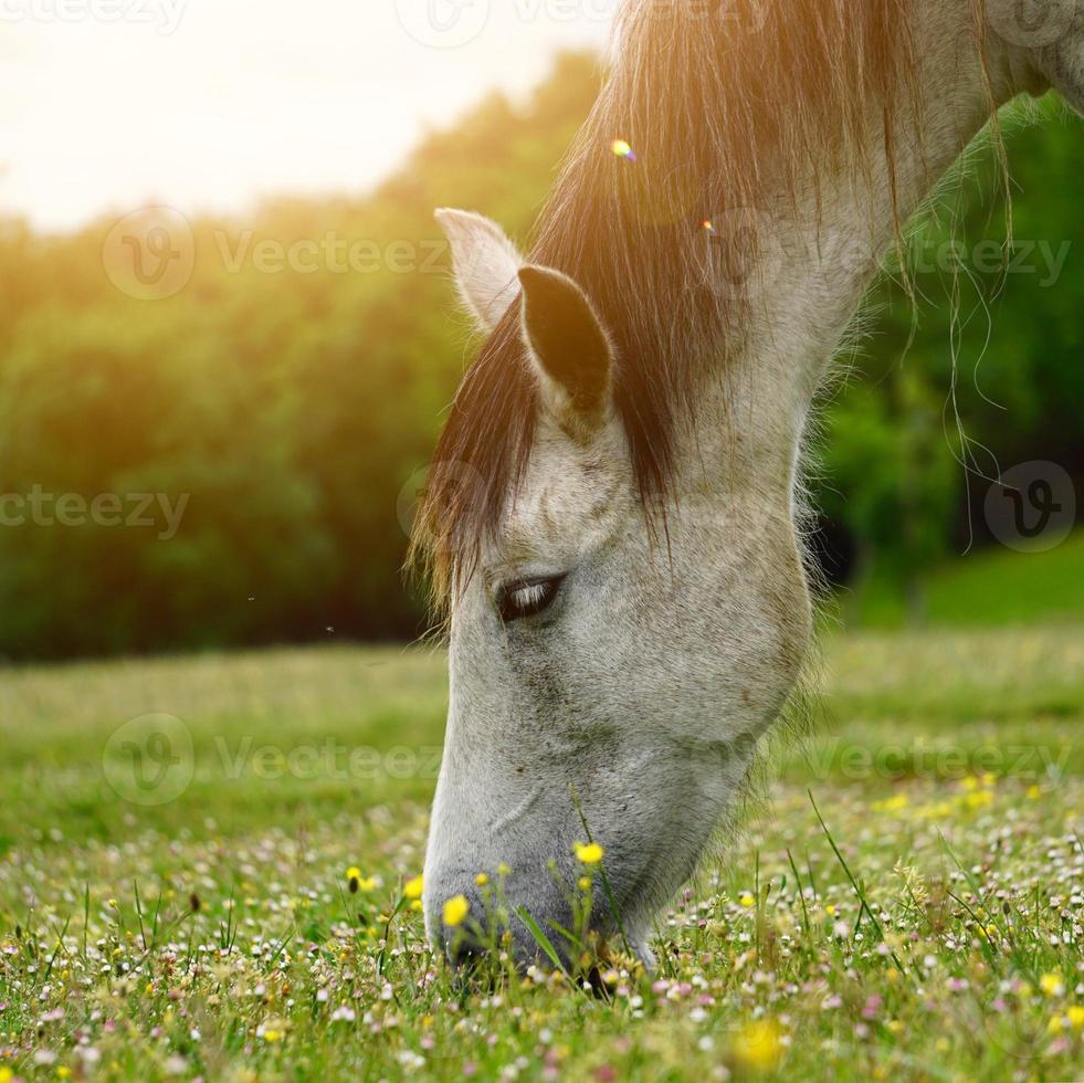 Hermoso retrato de caballo blanco en la pradera foto