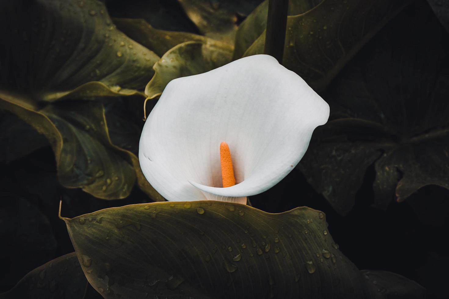 hermosa flor de lirio calla en el jardín en primavera foto