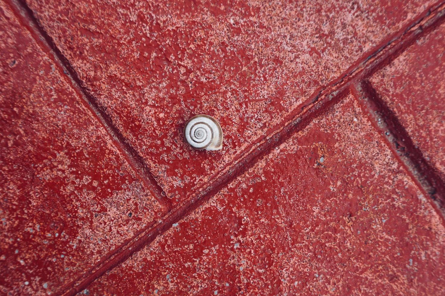 little white snail on the red ground photo