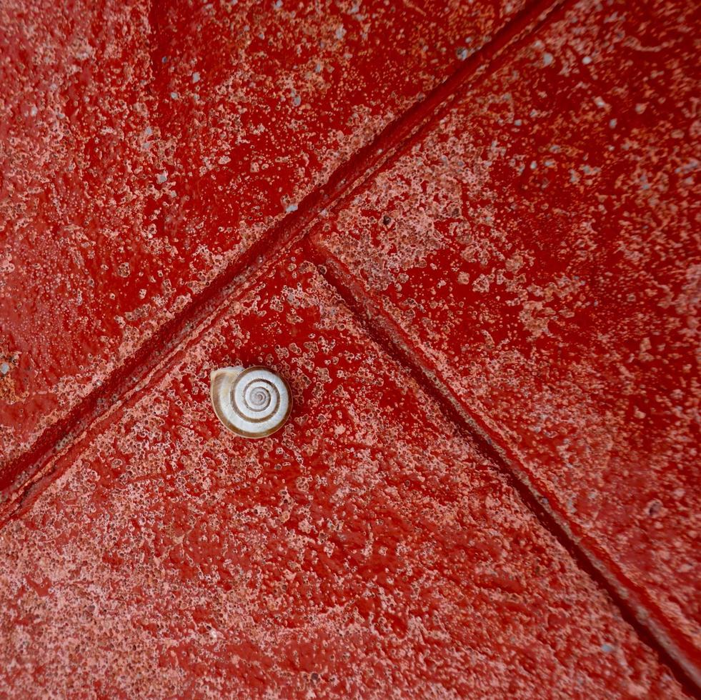 pequeño caracol blanco en el suelo rojo foto