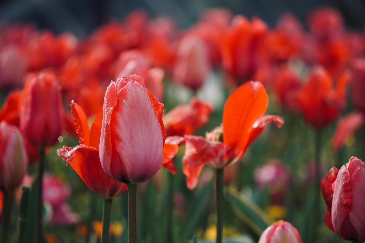 beautiful pink tulips in the garden in spring season photo