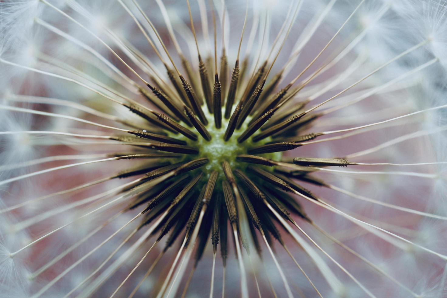 beautiful dandelion seed in springtime photo