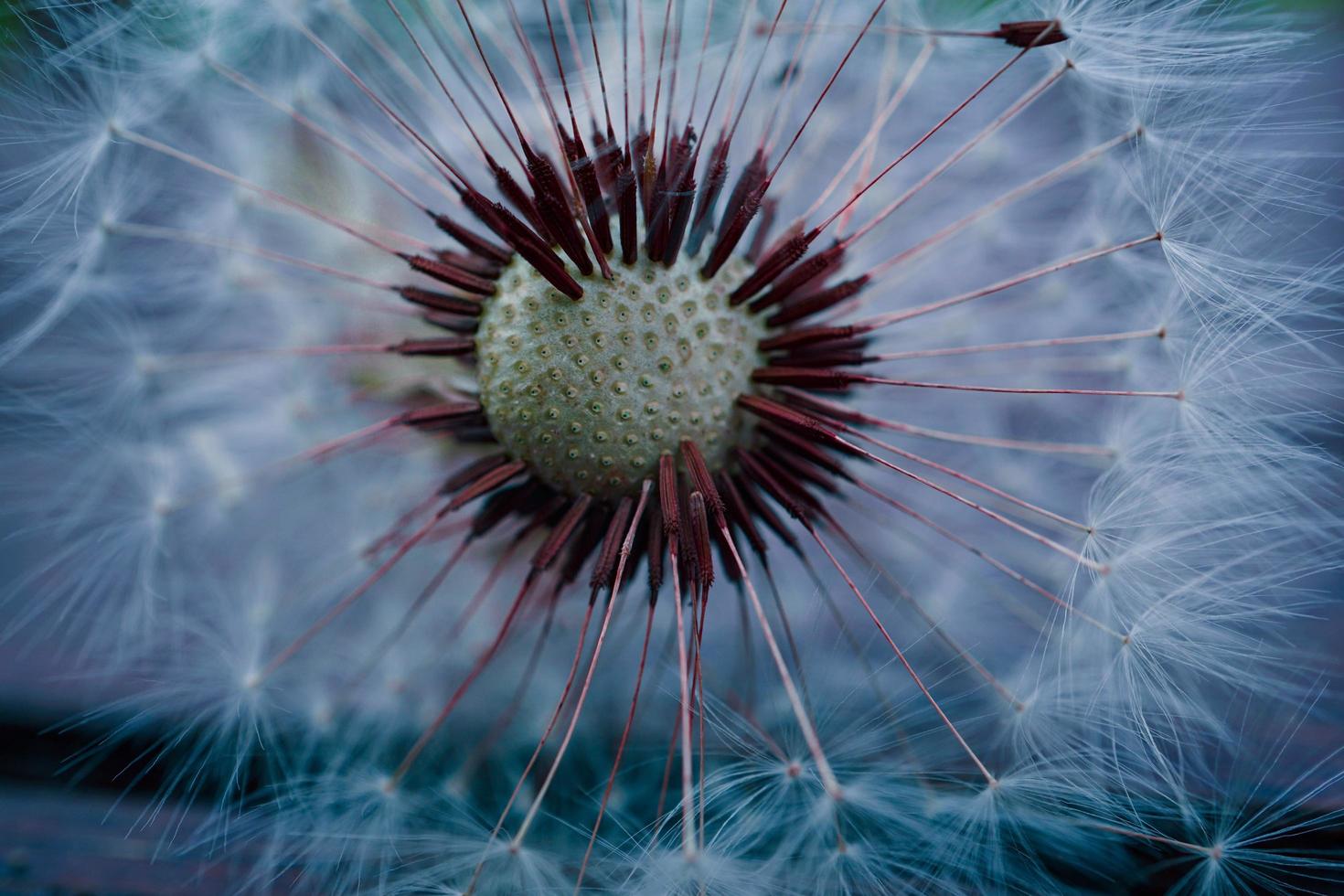 beautiful dandelion seed in springtime photo