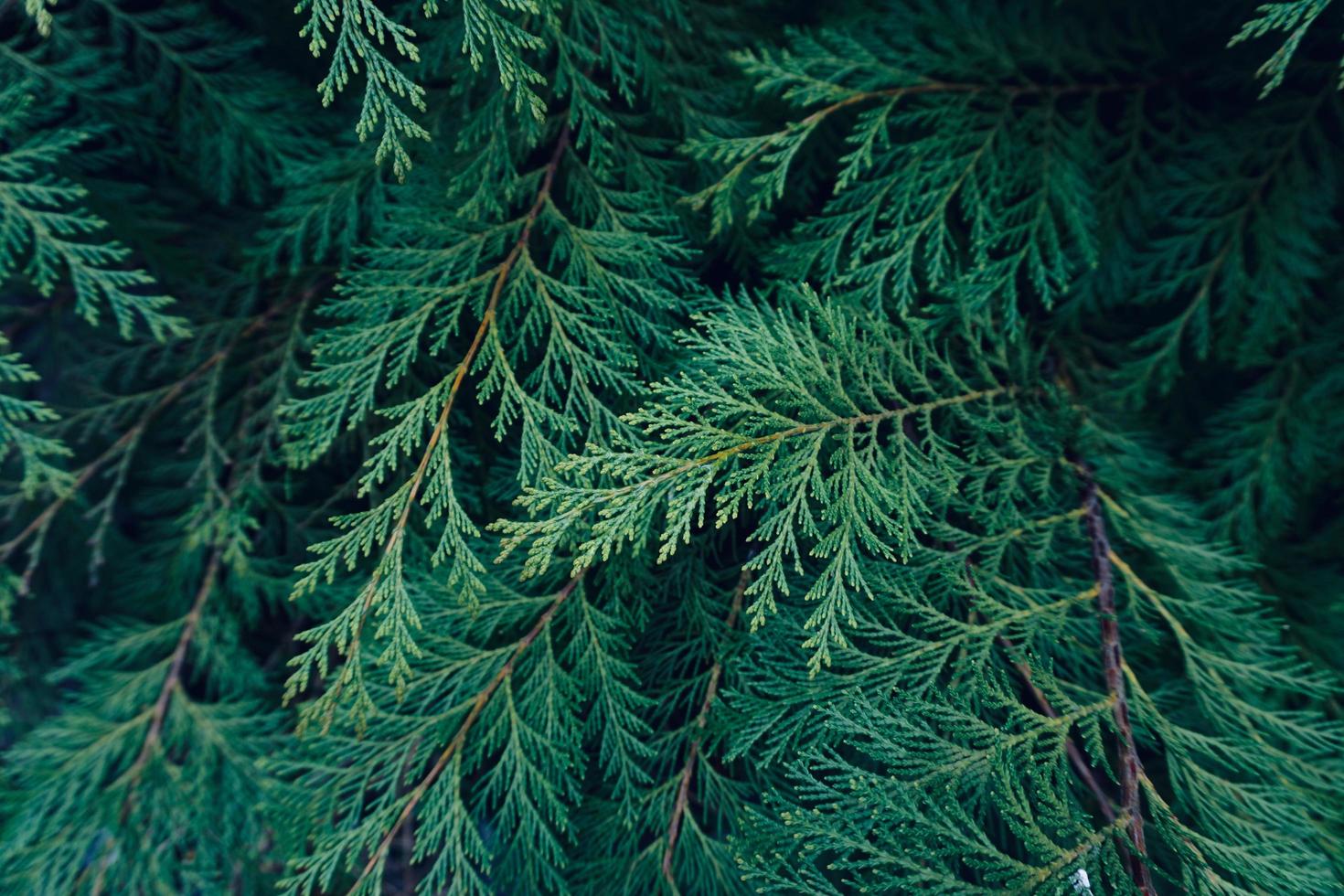 hojas de pino verde en la temporada de primavera, fondo verde foto