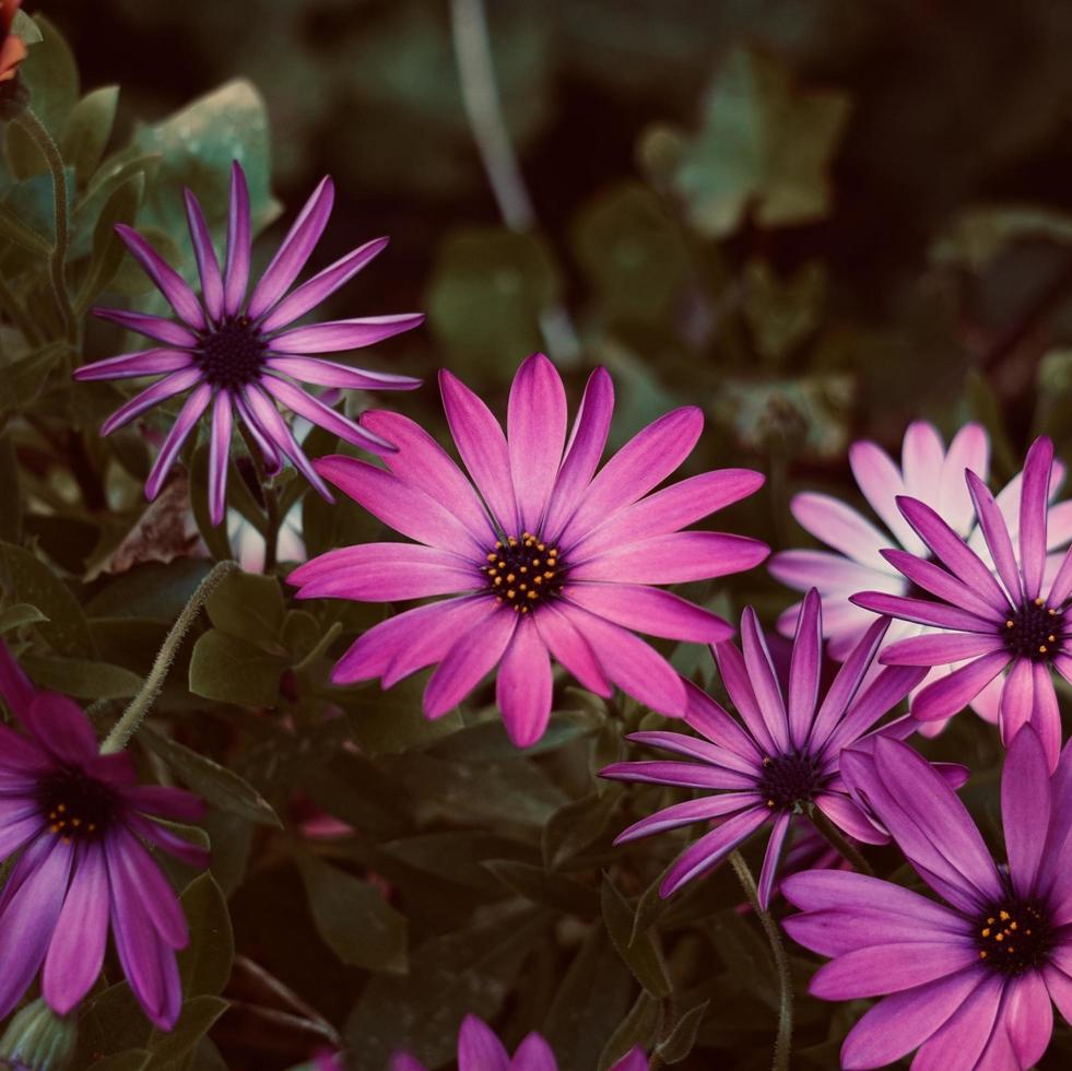 beautiful pink flowers in the garden in spring season photo