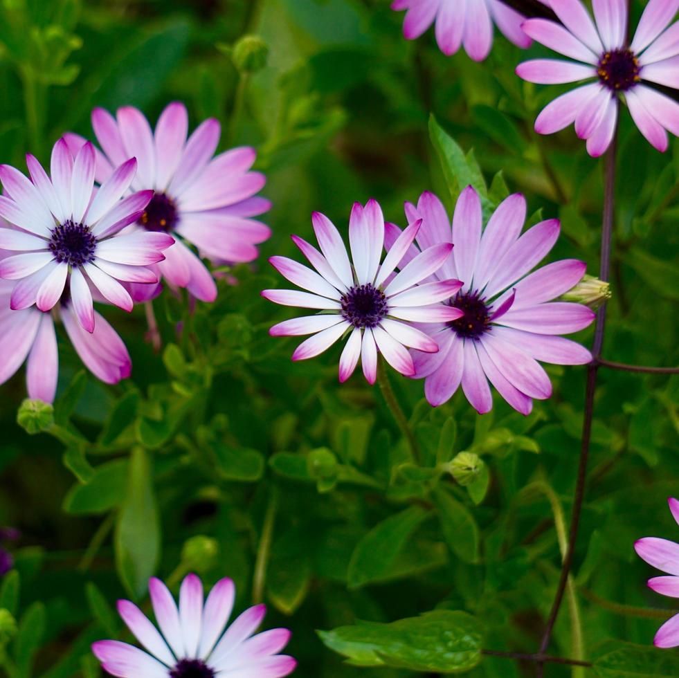 beautiful pink flowers in the garden in spring season photo