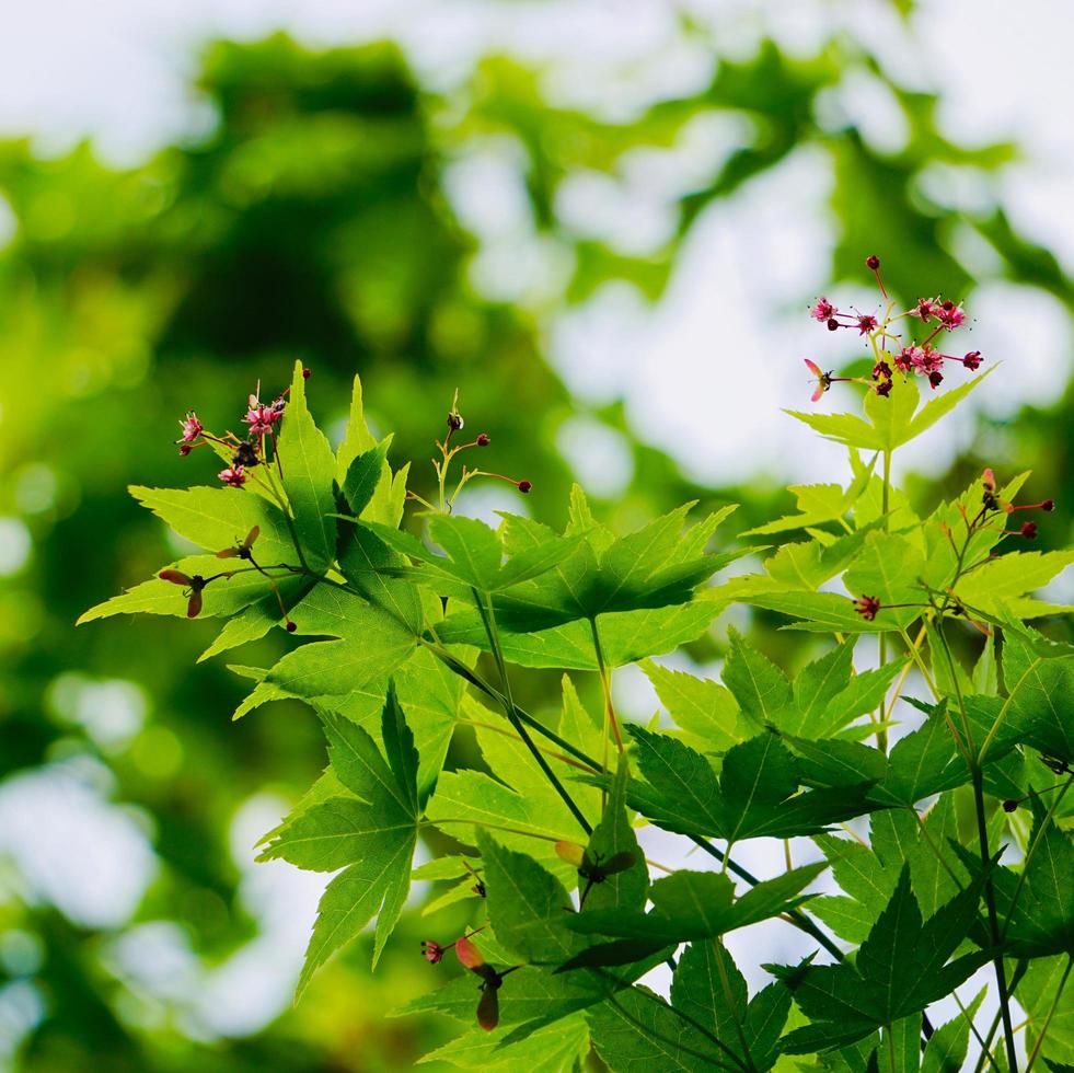 hojas de árbol verde en la temporada de primavera, fondo verde foto