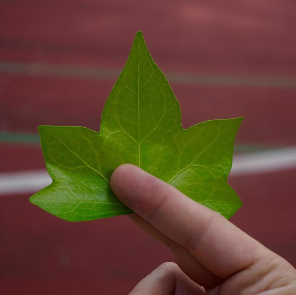 hand with a green leaves in spring season photo