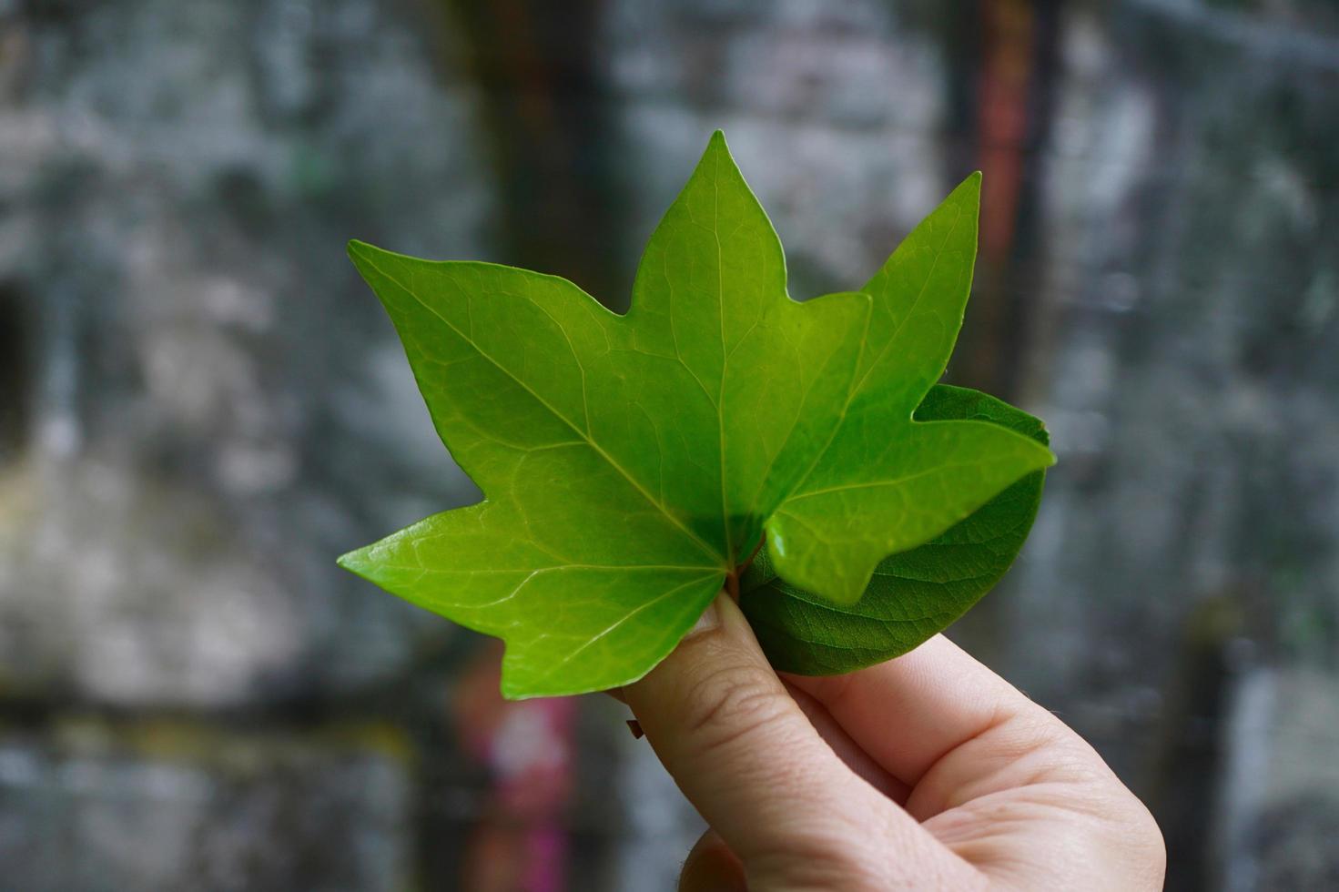mano con hojas verdes en la temporada de primavera foto