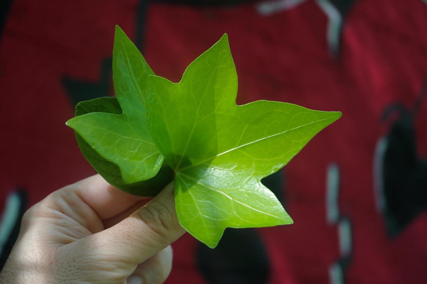 hand with a green leaves in spring season photo