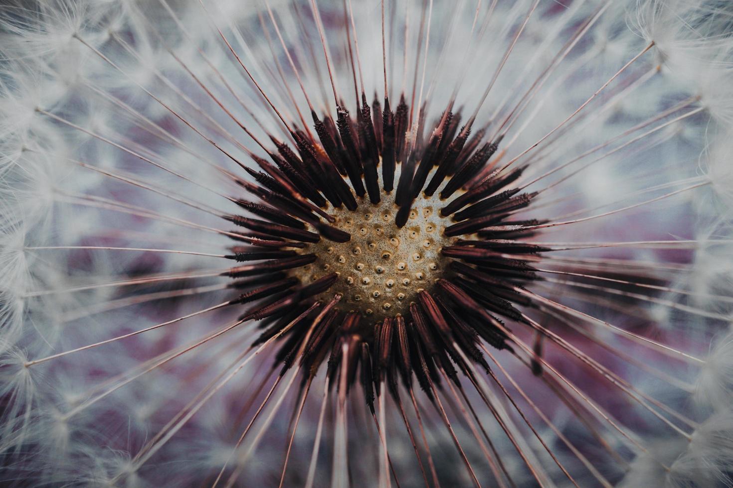 beautiful dandelion seed in springtime photo