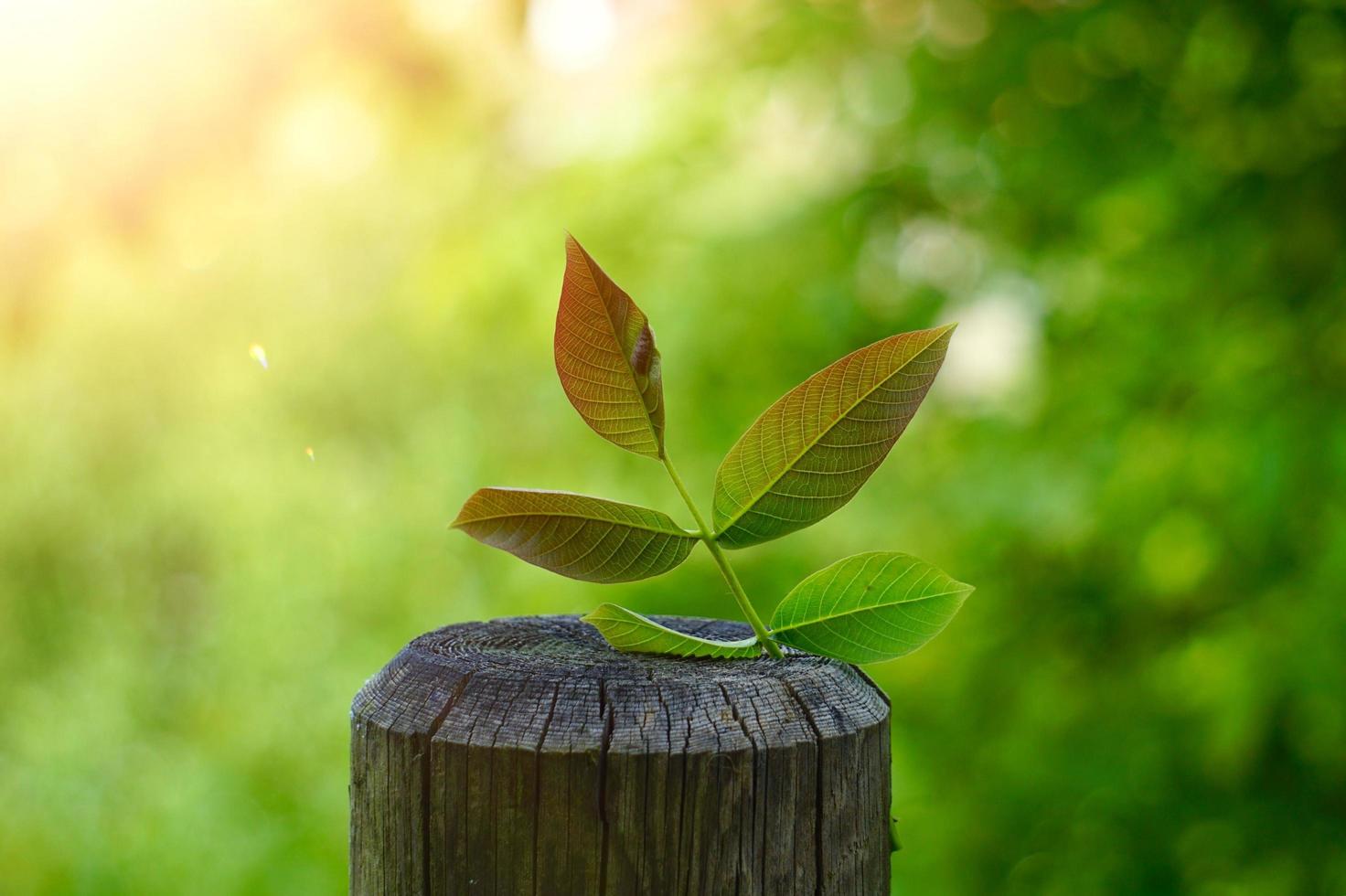 green tree leaf in the nature in spring season photo