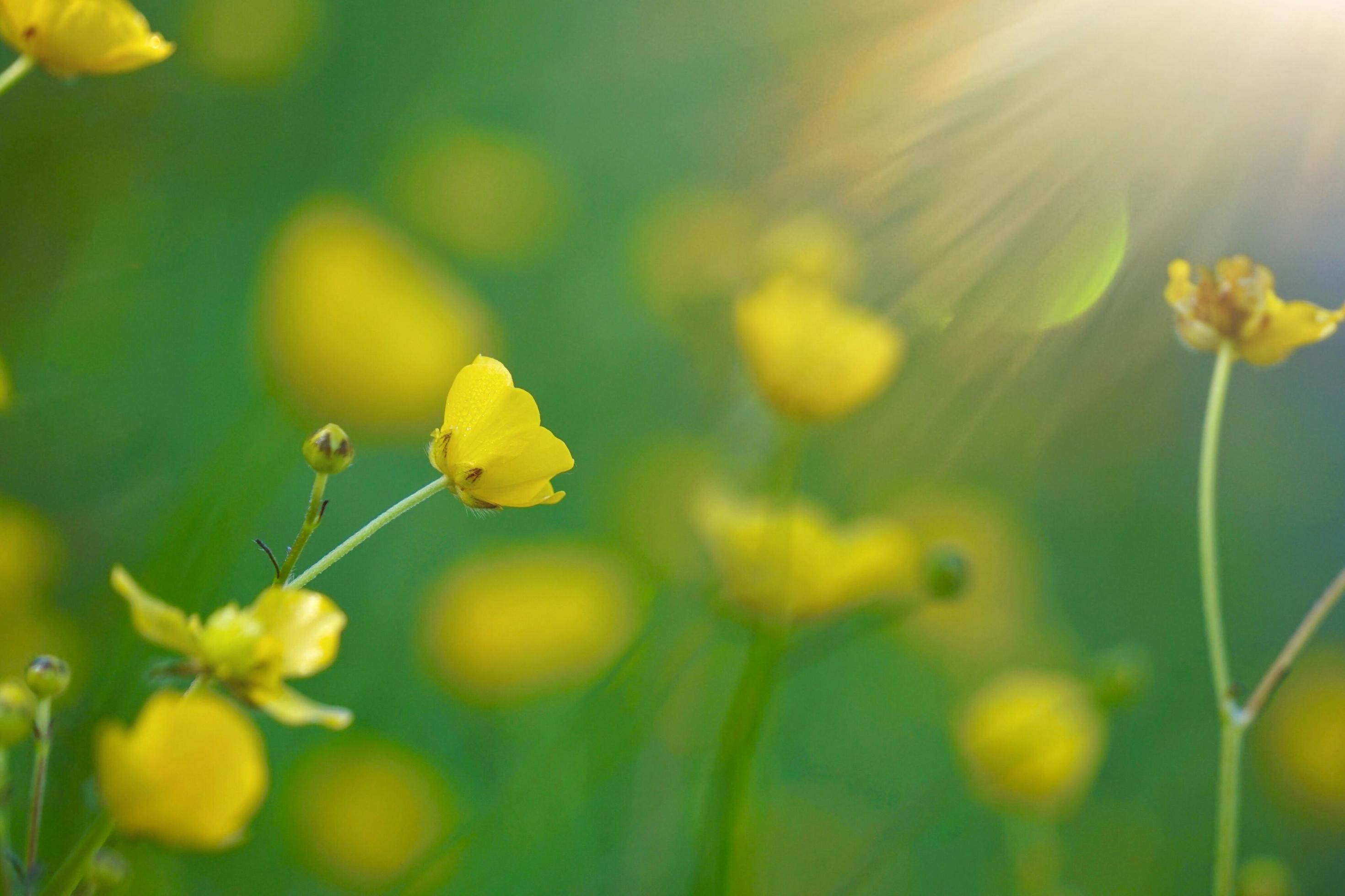 Spring flower yellow❁﻿. Yellow Spring Flowers Color Scheme - Image Color Palettes