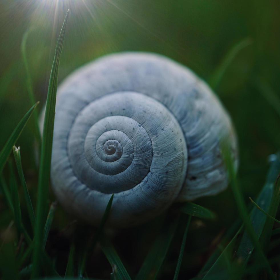 Pequeño caracol blanco en la naturaleza. foto