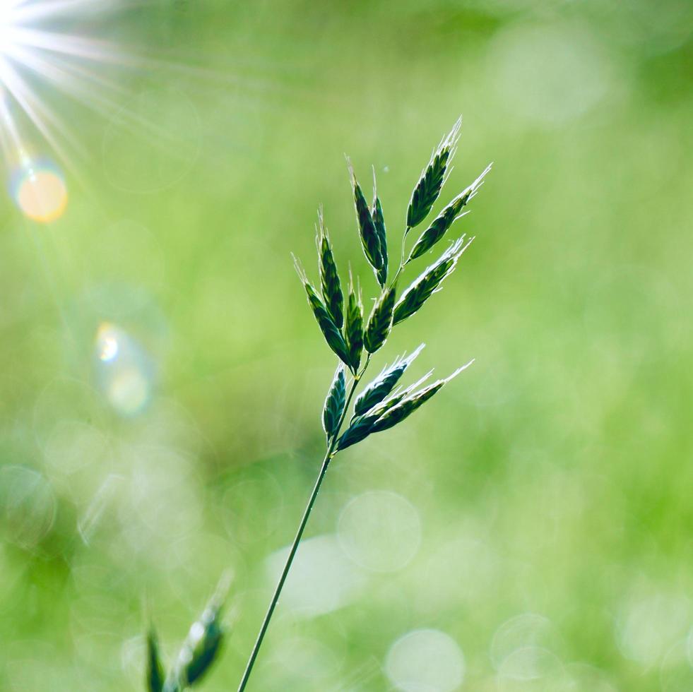 green plants in the nature in sprintime photo