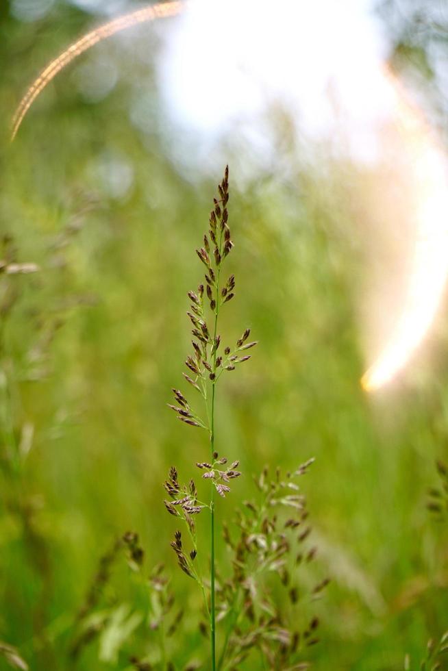 plantas verdes en la naturaleza en sprintime foto