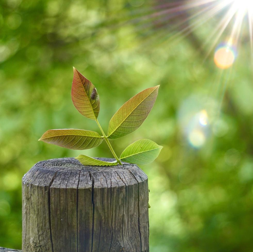 green tree leaf on the trunk in springtime photo