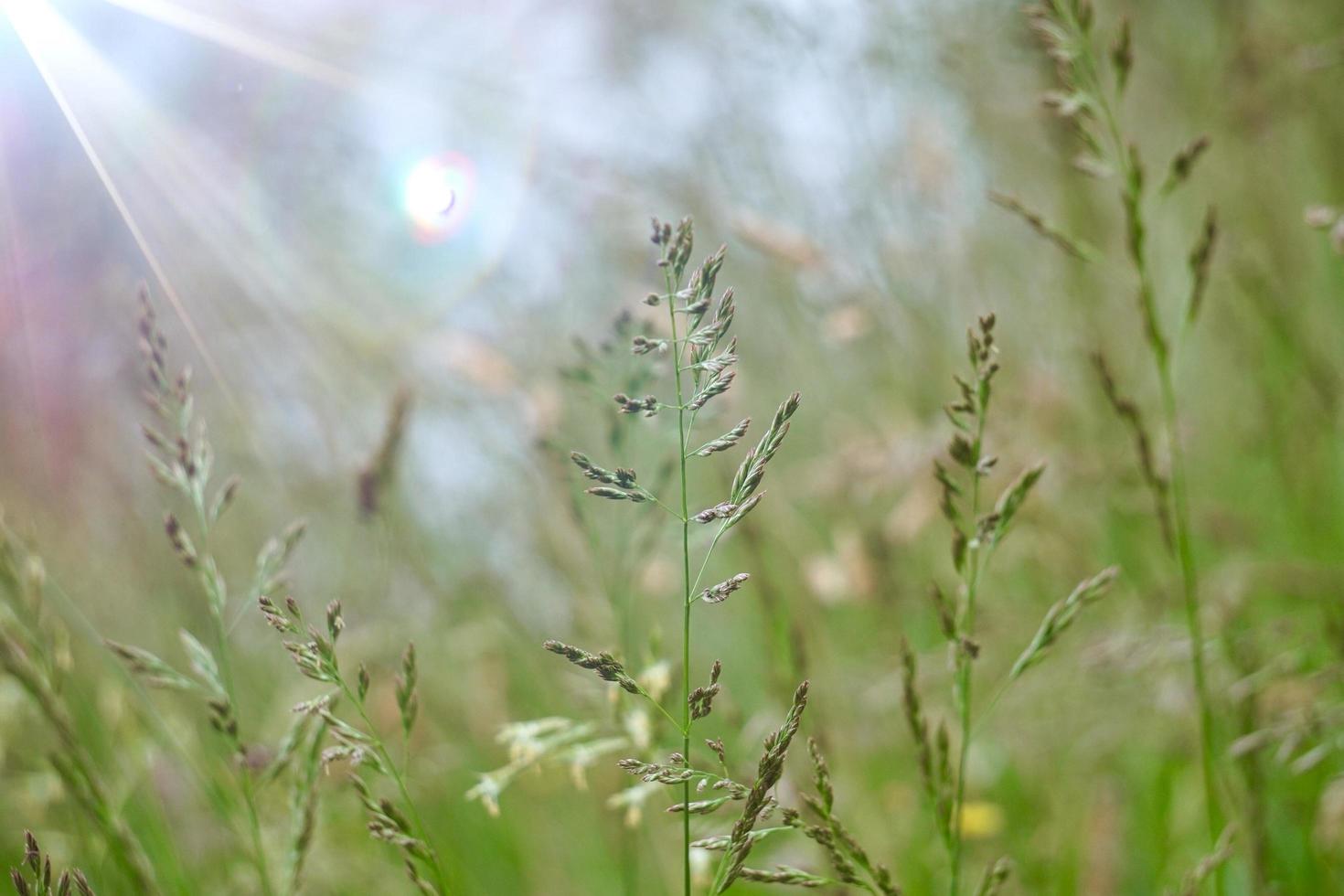 green plants in the nature in springtime photo