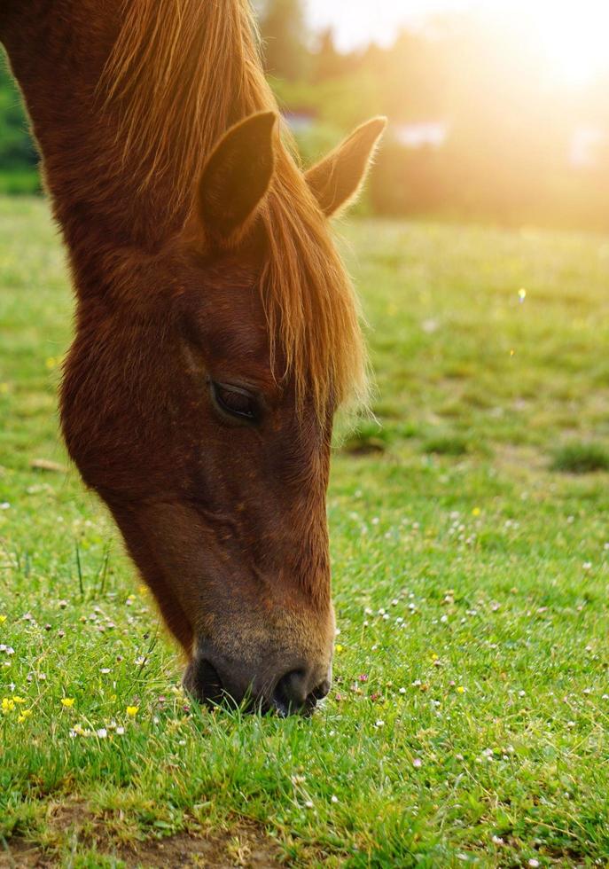 Hermoso retrato de caballo marrón en la pradera foto