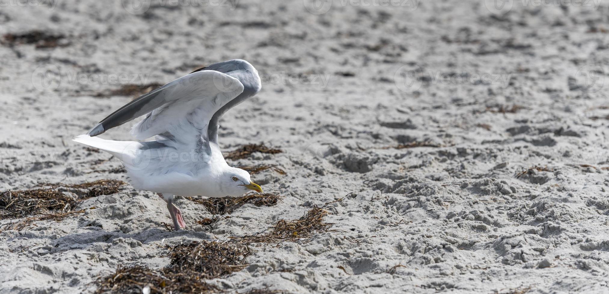 Gaviota argéntea vuela sobre la playa de arena del mar Báltico con olas foto