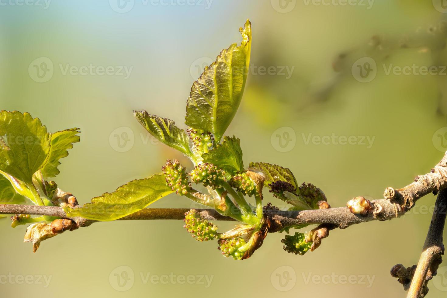 Macro shot of the leaf and flower buds of the black mulberry photo